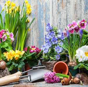 http://nutripak.com/wp-content/uploads/2013/12/bigstock-potted.jpg